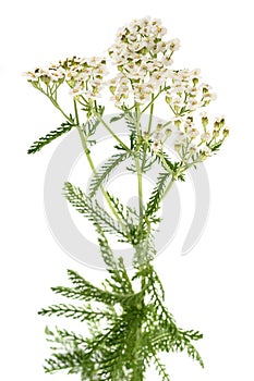 White yarrow