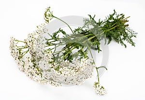 White yarrow flowers