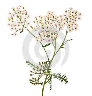 White yarrow plant