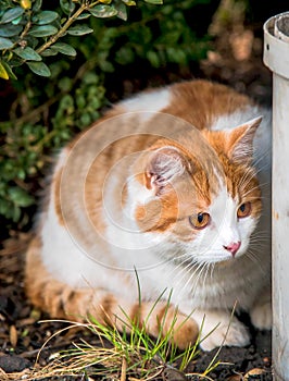 White and yellow adult domestic cat sits under a bush and looks, peeks