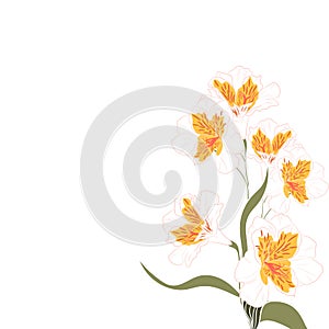 White yellow alstroemeria elegant card. A spring decorative bouquet.