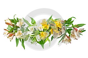 White and yellow alstroemeria flowers branch on white background isolated close up