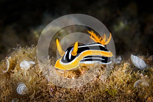 White, yellow and black nudibranch. Underwater photo. Philippine