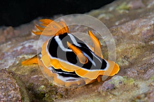 White, yellow and black nudibranch. Underwater photo. Philippine