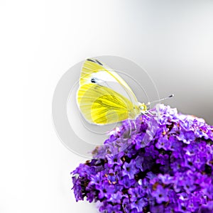 White and yellow brimstone butterfly - Gonepteryx rhamni sitting on violet heliotrope flower in summer garden