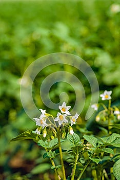 White and yellow budding and blossoming potato plants from close