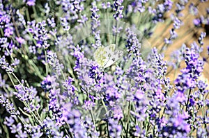 White and yellow butterfly in blue violet levandula flowers close up