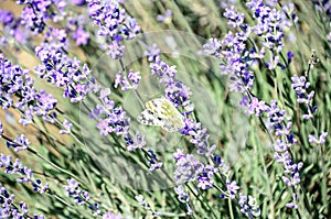 White and yellow butterfly in blue violet levandula flowers close up