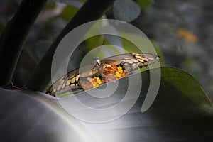 white and yellow butterfly feeding on