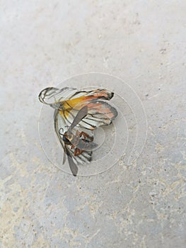 The White Yellow Butterfly and hornet bee carcass.