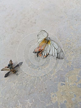 The White Yellow Butterfly and hornet bee carcass.