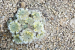 White and yellow cactus flowers