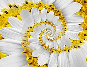 White yellow camomile daisy cosmos kosmeya flower spiral abstract fractal effect pattern background. White flower spiral abstract