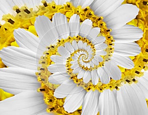 White yellow camomile daisy cosmos kosmeya flower spiral abstract fractal effect pattern background White flower spiral abstract.