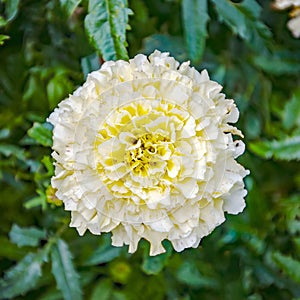 White and Yellow Carnation Flower