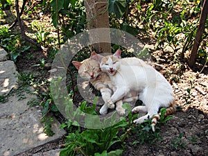 White and yellow cats in the shadow