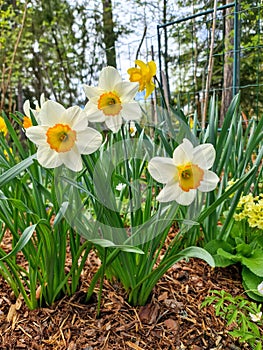 White yellow centered wide opened daffodils with green leaves on brown barkdust background photo