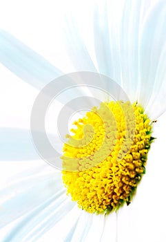 White and yellow chamomile flower or daisy