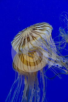 White and yellow Chrysaora jelly fish swimming under water with blue background