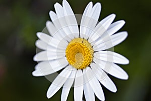 White and Yellow Close Up of a Daisy Flower