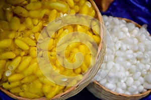 White and yellow Cocoon for protection in the pupal stage abstract background