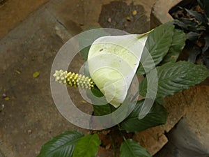 White and yellow color Anthurium flower