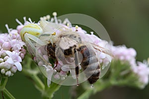 white and yellow colored crabspider with a bee as prey