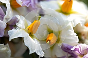 white with yellow core of potato flowers on natural floral background with blurred edges.