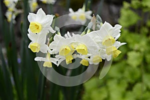 white with yellow corona narcissuses tazetta