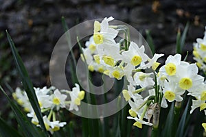 White with yellow corona narcissuses tazetta