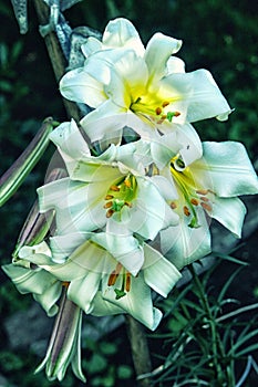 White with yellow cream lilies close up