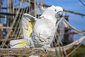 White yellow crested Cockatoo, Cacatua galerita, standing on an old wooden boat