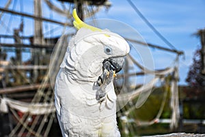 White yellow crested Cockatoo, Cacatua galerita, standing on an old wooden pirate boat eating cracker