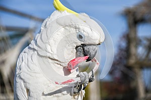 White yellow crested Cockatoo, Cacatua galerita, standing on an old wooden pirate boat eating plastic