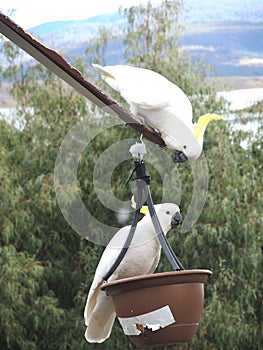 White yellow crested cockatoos talking to each other