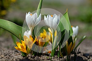 White and yellow crocuses bloomed