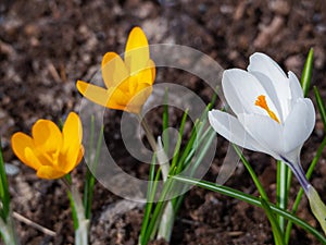 White and yellow crocuses bloomed. White flower close up. Yellow crocuses grow further away. Spring natural background