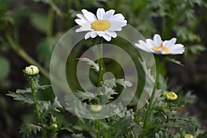 White and Yellow Crysanthemum Daisies