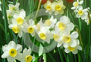 White Yellow daffodil flower