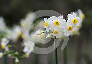 The white and yellow daffodil flower close up