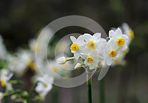 The white and yellow daffodil flower close up