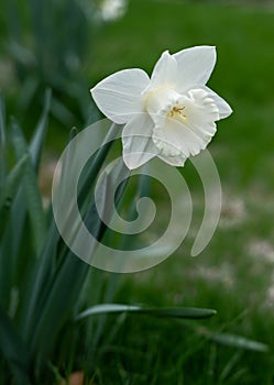 White and yellow daffodil flower outdoors in spring. Close-up