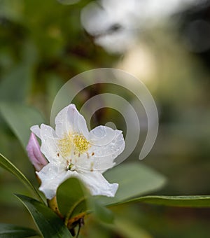 White and yellow daffodil flower outdoors in spring. Close-up