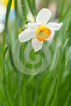 White and yellow Daffodil (Narcissus Tazetta)