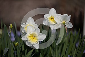 White-Yellow Daffodil, weiss-gelbe Osterklocke - Narzisse