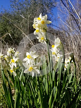 White and Yellow Daffodils Against a Blue California Spring Sky