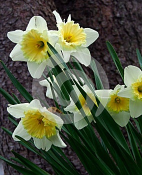 White and yellow daffodils, angled, against background of dark brown tree bark