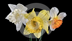 White and yellow daffodils on a black background