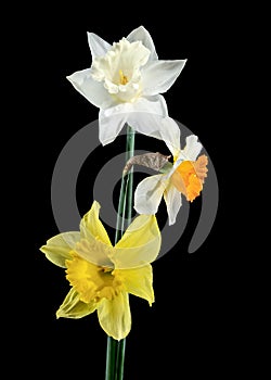 White and yellow daffodils on a black background