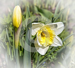 White and yellow daffodils in a park